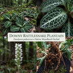 20 Downy Rattlesnake Plantain Root Systems Perennial, Vigorous Growth Habit with Showy White Flower Spikes for Home Landscapes