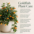 Goldfish Plant Live – 4-8" Tall in 4" Pot Live Golden Fish Plant Houseplant | Trailing Indoor Plant with Orange Blooms