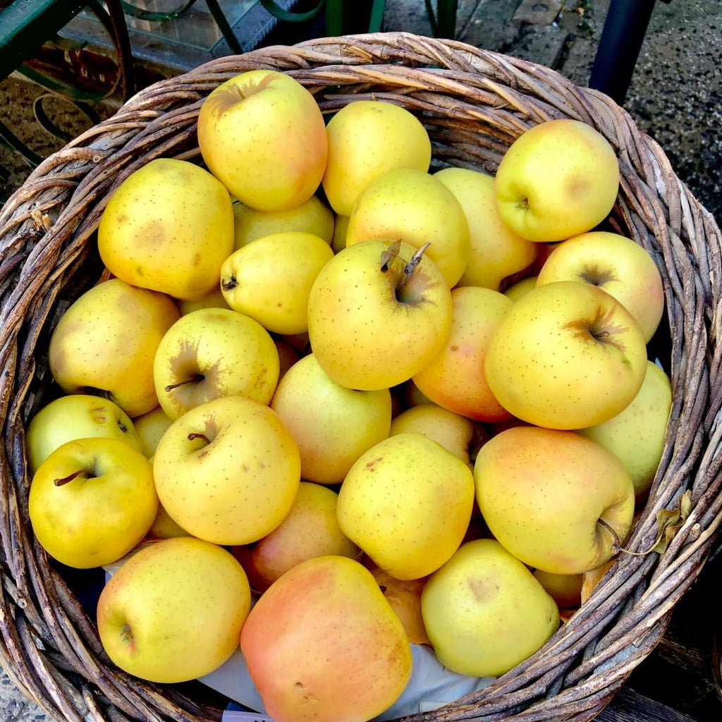 (No Ship to CA, HI, AK) Sweet Golden Delicious Apple Plant Live, 3 Feet Tall, Fruit Trees Live Plants Ready to Fruit, Live Fruit Trees for Outdoor Planting