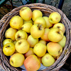 (No Ship to CA, HI, AK) Sweet Golden Delicious Apple Plant Live, 3 Feet Tall, Fruit Trees Live Plants Ready to Fruit, Live Fruit Trees for Outdoor Planting