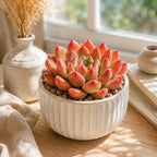 Live Succulent Echeveria Chroma, 2 Inch Pot Rare Succulent Plant Live, Easy Care, Beautiful Vibrant Color for Indoor Décor, Desk & Small Spaces
