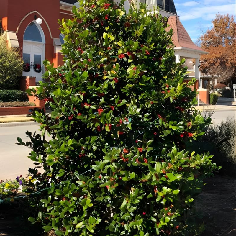 10 Nellie R. Stevens Holly Bushes Live Plant | 2.5-Inch Pot | Low Maintenance Live Evergreen Plant | Robust Well-Rooted Shrub for Hedges and Borders