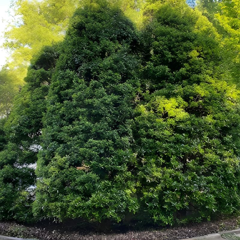 10 Nellie R. Stevens Holly Bushes Live Plant | 2.5-Inch Pot | Low Maintenance Live Evergreen Plant | Robust Well-Rooted Shrub for Hedges and Borders