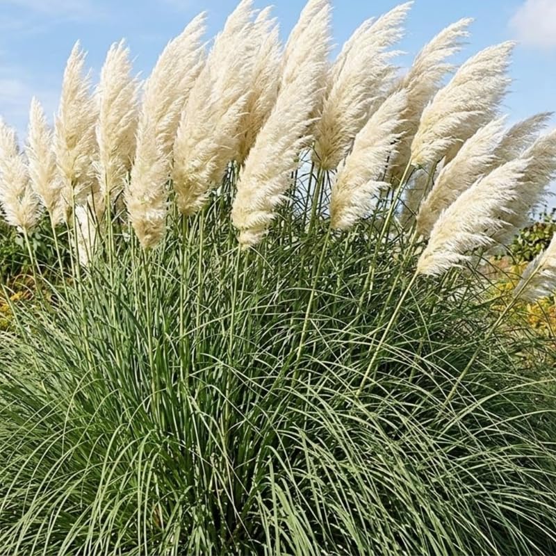 White Pampas Grass Plants, Live Pampas Perennial Grasses, 4 Inch Tall Starter, Ornamental Grass for Outdoor Garden Landscaping