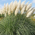 White Pampas Grass Plants, Live Pampas Perennial Grasses, 4 Inch Tall Starter, Ornamental Grass for Outdoor Garden Landscaping