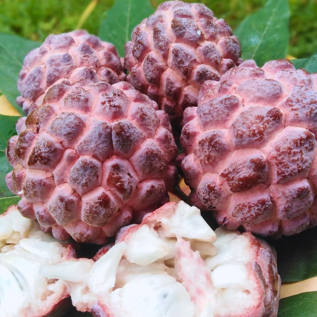 Live Red Sugar Apple Tree for Planting | 2.5–3 Ft Tropical Fruit Plant with Bright Red, Sweet, Creamy Fruits | Ideal for Patio, Backyard, Container, or Home Garden Growing | No Ship to CA,HI,AK