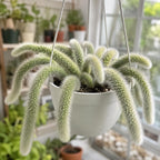 Rare Monkey Tail Cactus Live Plant – 7-9 Inch Succulent for Indoor & Outdoor, Unique Trailing Live Succulent, Ideal Gift for Plant Lovers