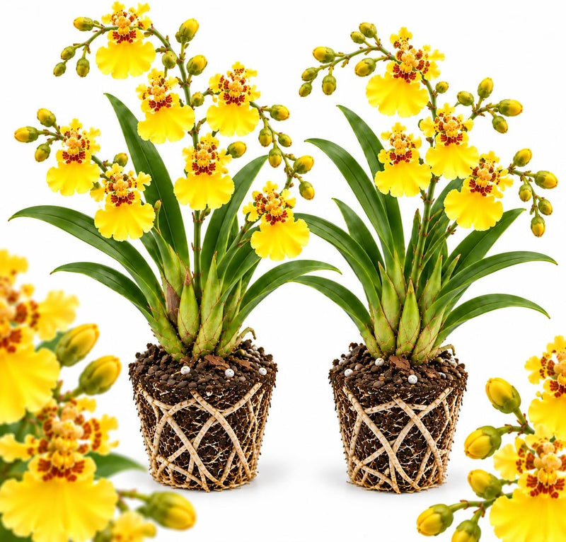 2 Yellow Oncidium Orchid, Dancing Lady Flower Plant, Vigorous Tropical Indoor Houseplant, Bright Yellow Blooms for Garden & Balcony