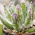Dischidia Million Hearts Live Succulent Plant in 3" Pot, Hardy, Low Maintenance, Exotic House Plant for Home, Room, Office Decor, Great House Warming Gifts