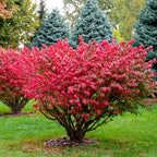 2 Burning Bush Shrub Live Plants | 8-12 Inch Bare Root Rooted Cuttings | Vibrant Red Fall Foliage | Deciduous Ornamental Shrub for Backyard and Landscape