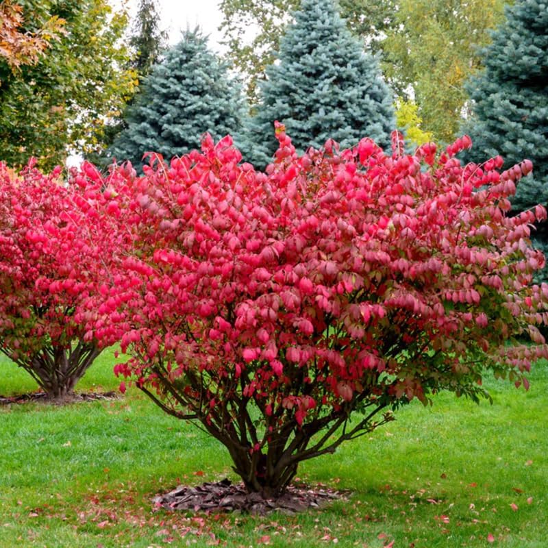 2 Burning Bush Shrub Live Plants | 8-12 Inch Bare Root Rooted Cuttings | Vibrant Red Fall Foliage | Deciduous Ornamental Shrub for Backyard and Landscape
