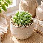 Live Succulent Baby Toes, 4" Pot, Fully Rooted Succulent Live, Low Maintenance, Drought Tolerant Houseplant, Ideal for Home, Desks, Patios & Gifts