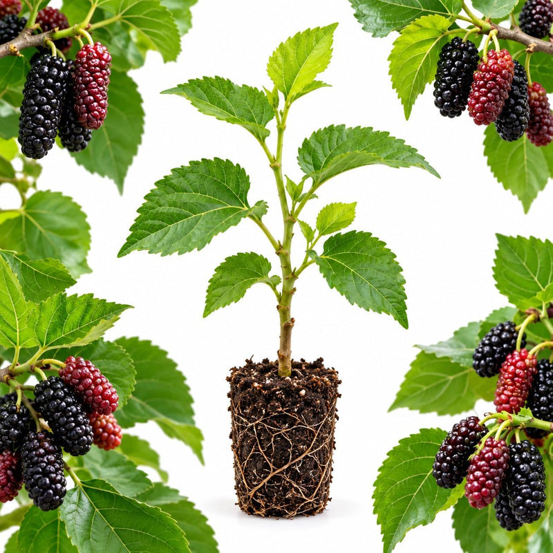 Illinois Everbearing Mulberry Plants Live for Planting