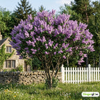 Purple Lilac Bush Tree, 1 Quart Pot Starter Plant, Cold Hardy, Low Maintenance, Fragrant Lilac Tree Ready to Plant for Outdoor Garden