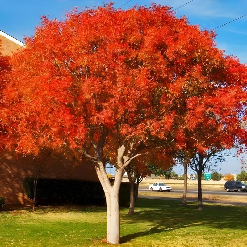 2 Chinese Pistache Live Plants | 1-2 Feet Tall Bare Root Seedlings | Pistacia Chinensis Deciduous Shade Trees | Vibrant Fall Color Ornamental Tree