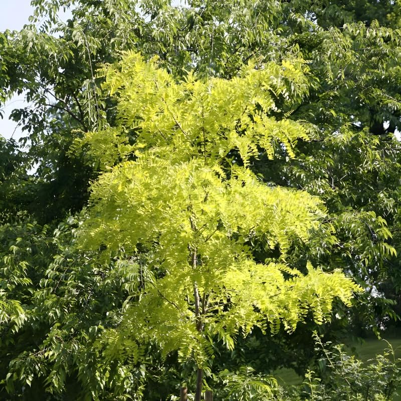 2 Honey Locust Seedlings Live | Native Honey Locust Tree Seedlings | 1–2 Feet Tall Plants | Great for Outdoor Planting and Restoration Projects