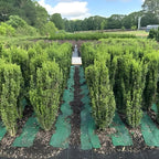 2 Sky Pencil Holly Tree Live Plant | 2.5-Inch Pot | Low Maintenance Live Narrow Evergreen | Robust Well-Rooted Pencil Holly for Architectural Décor