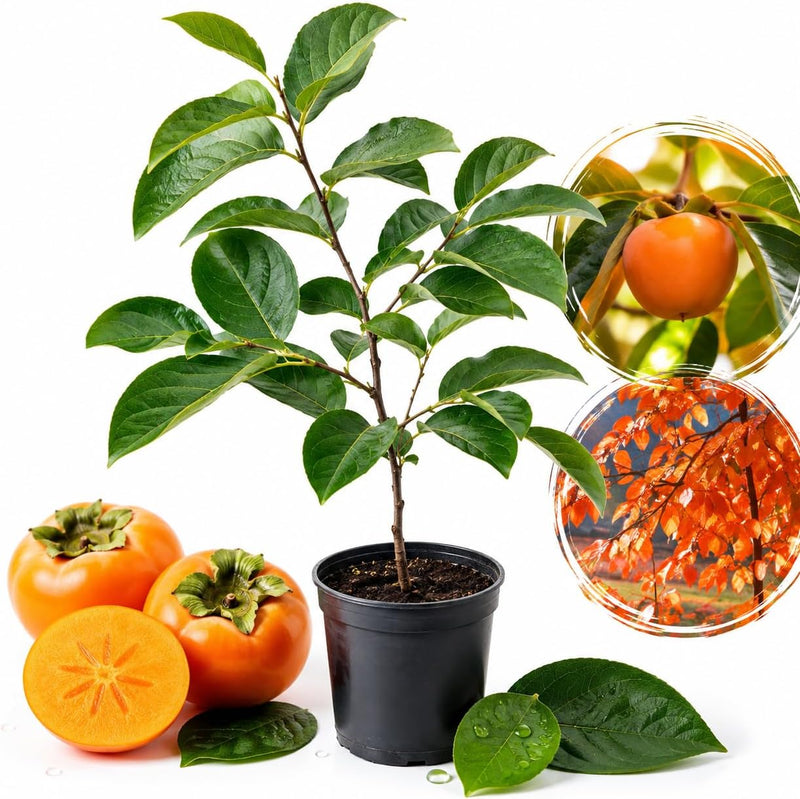 Persimmon Tree Live Plant | Quart Size Pot | Low Maintenance Deciduous Flowering Tree | Robust Established Plant for Home Garden