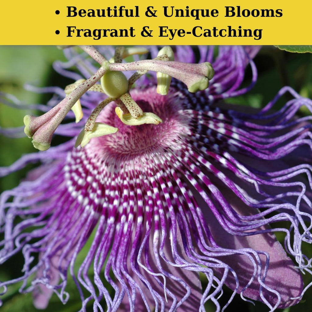 Purple Passion Flower Vine Plant | Live Passiflora Starter Plant | 4 to 8 Inch Tall | Well-Rooted for Home & Garden