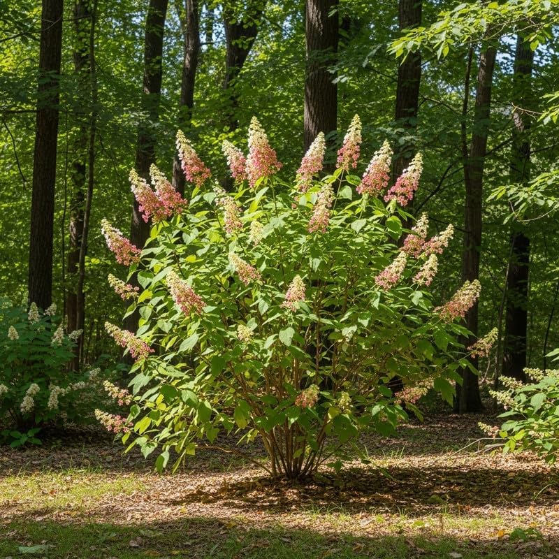 Ruby Slipper Oakleaf Hydrangea Live Plant in Quart Pot, 6-10" Tall Hydrangea Plants Trees Shrubs, Low Maintenance Compact Flowering Shrub for Borders, Garden Beds & Outdoor Landscaping