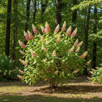 Ruby Slipper Oakleaf Hydrangea Live Plant in Quart Pot, 6-10" Tall Hydrangea Plants Trees Shrubs, Low Maintenance Compact Flowering Shrub for Borders, Garden Beds & Outdoor Landscaping