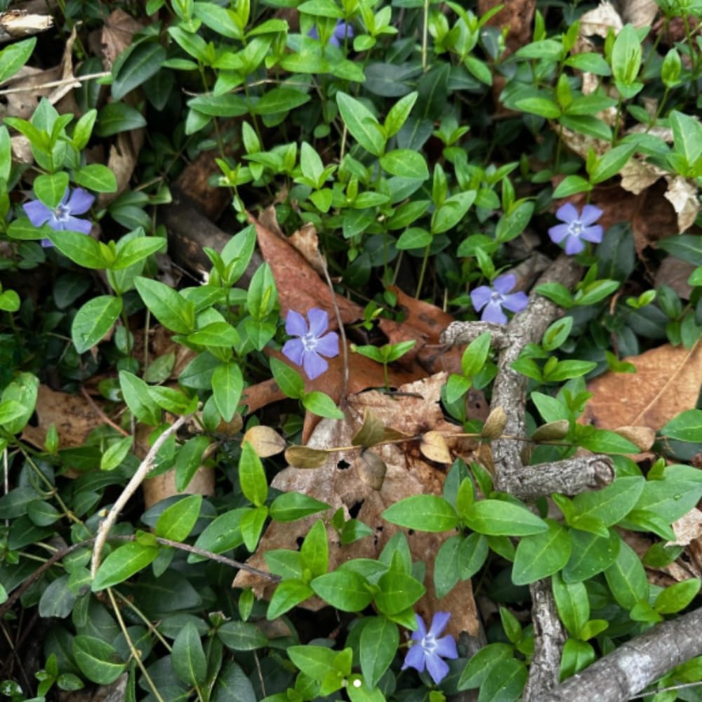 2 Vinca Minor Plants, Periwinkle Plants Live, 4" Container, Vigorous Creeping Groundcover for Backyard and Garden Rows
