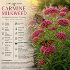 Milkweed Plant Live, Well-Rooted 4-6" Potted Plant, Cold-Hardy Butterfly Host Plant for Sunny Patios and Landscapes