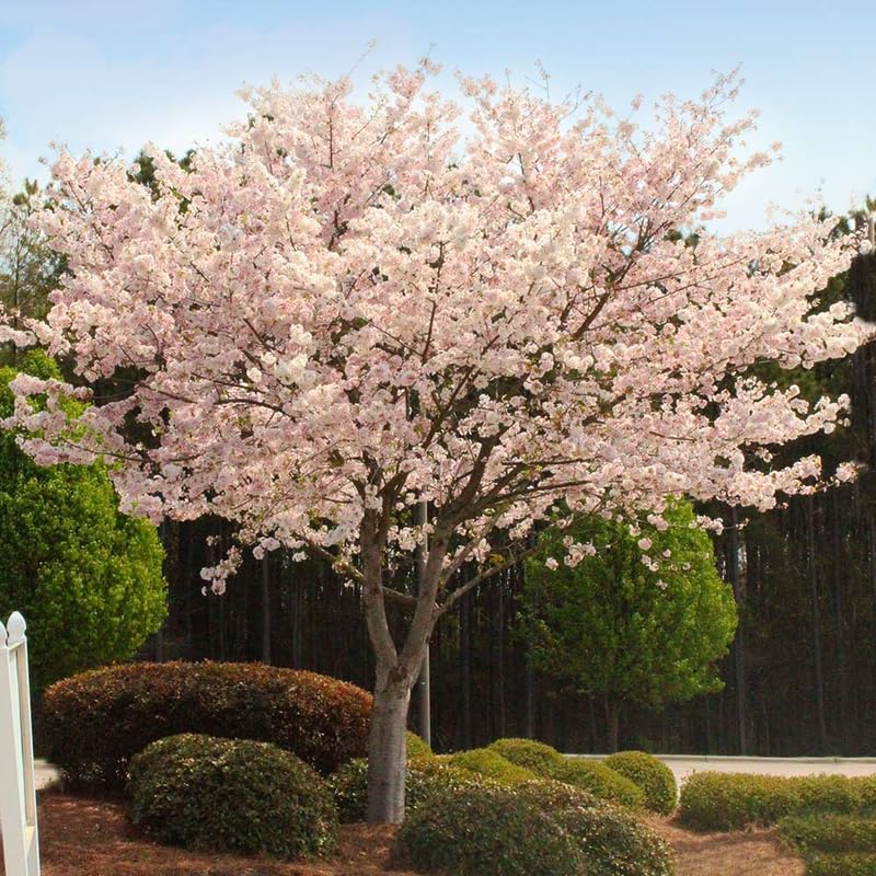 2 Autumnalis Cherry Live Bare Root Seedlings | 8-12" Rooted Cuttings | Cold-Hardy Prunus Subhirtella Flowering Trees & Well-Rooted