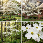 2 White Kousa Dogwood Tree, 12-18 Inch in Quart Pot, Low Maintenance Deciduous Tree, Vigorous Growth Habit with Vibrant Red Autumn Foliage