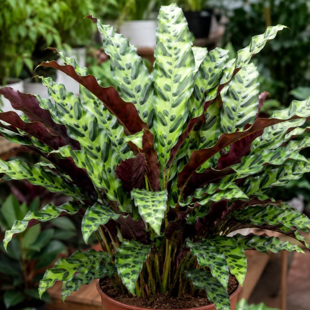 Calathea Rattlesnake Live Houseplant, 4 Inch Pot, Sturdy Low Maintenance Pet-Friendly Plant with Patterned Foliage for Home & Office Decor