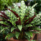 Calathea Rattlesnake Live Houseplant, 4 Inch Pot, Sturdy Low Maintenance Pet-Friendly Plant with Patterned Foliage for Home & Office Decor