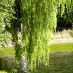 Weeping Willow Live Plants (6–12 Inch) | Elegant Ornamental Shade Tree | Easy-Grow Willow for Lakesides, Gardens & Open Landscapes