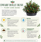 Dwarf Holly Tree Live Plant, Small Size, Low Maintenance Hedge, Compact Evergreen Bush, Perfect for Patio, Containers & Gardens