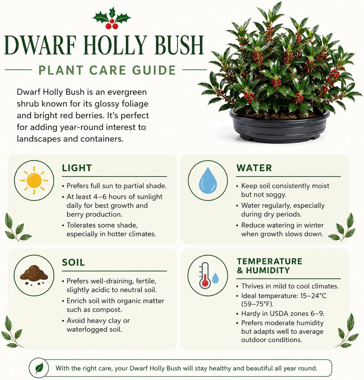 Dwarf Holly Tree Live Plant, Small Size, Low Maintenance Hedge, Compact Evergreen Bush, Perfect for Patio, Containers & Gardens