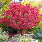 5 Burning Bush Shrub Live Plant | 6 – 12 Inch Tall | Well Rooted | Hardy Outdoor Landscape Plant