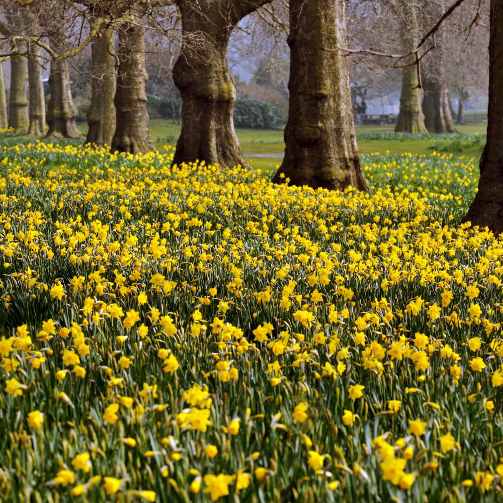 100 Wild Daffodil Bulbs, Well-Rooted Buttercup Bulbs, Vigorous Growth Habit with Showy Trumpet Blossoms for Home Landscapes