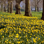 100 Wild Daffodil Bulbs, Well-Rooted Buttercup Bulbs, Vigorous Growth Habit with Showy Trumpet Blossoms for Home Landscapes