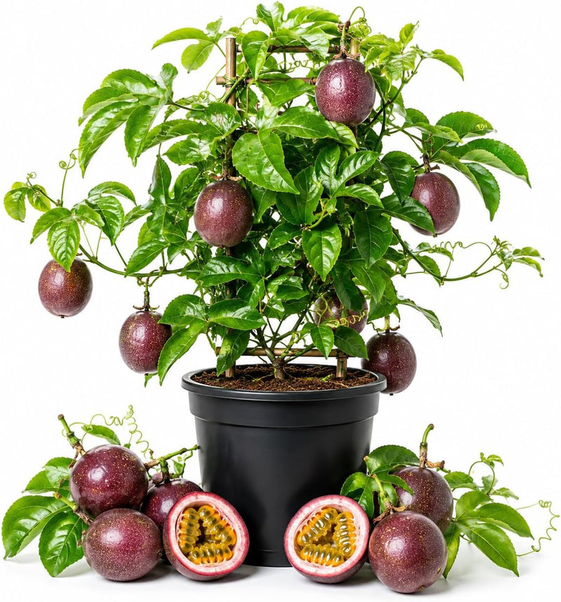 Passion Fruit Plant, 1 Gallon Pot, Live Fruit-Bearing Climbing Plant for Edible Landscaping, Trellis Vine for Sweet Tropical Fruits, Sturdy Growth for Fences (No Ship to CA,HI,AK)