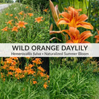50 Wild Orange Daylily Root, Well-Rooted Tiger Daylily, Cold-Hardy Fragrant Perennial, Sturdy Ditch Lily for Sunny Backyard Landscapes
