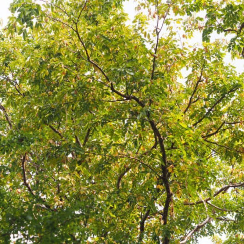 Black Walnut Trees Live Plants in 4 Inch Pot, 12-18 Inch Tall, Low Maintenance Native Nut Plant, Robust Well-Rooted Starter Tree