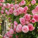 Pink Climbing Roses Live Plant 10-14" Tall in Large Pot, Heirloom Climbing Rose Bush, Fragrant High-Yielding Perennial Flowering Vine for Trellis & Fence