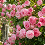 Pink Climbing Roses Live Plant 10-14" Tall in Large Pot, Heirloom Climbing Rose Bush, Fragrant High-Yielding Perennial Flowering Vine for Trellis & Fence