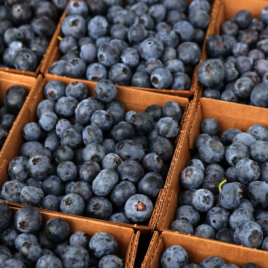 (No Ship to CA, HI, AK) Blueberry Plants Live for Planting, Brightwell Blueberries Tree - 1 to 2 Feet Tall in 2 Gallon Pot, Fast Growing Blueberries Fruit Trees Live Plants for Patio and Garden