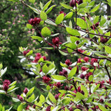 Sweet Shurb Bush Live Plant, Carolina Allspice, Well-Rooted 12-18" Potted in 4" Pot, Cold-Hardy Sweet Shrub for Home Gardens