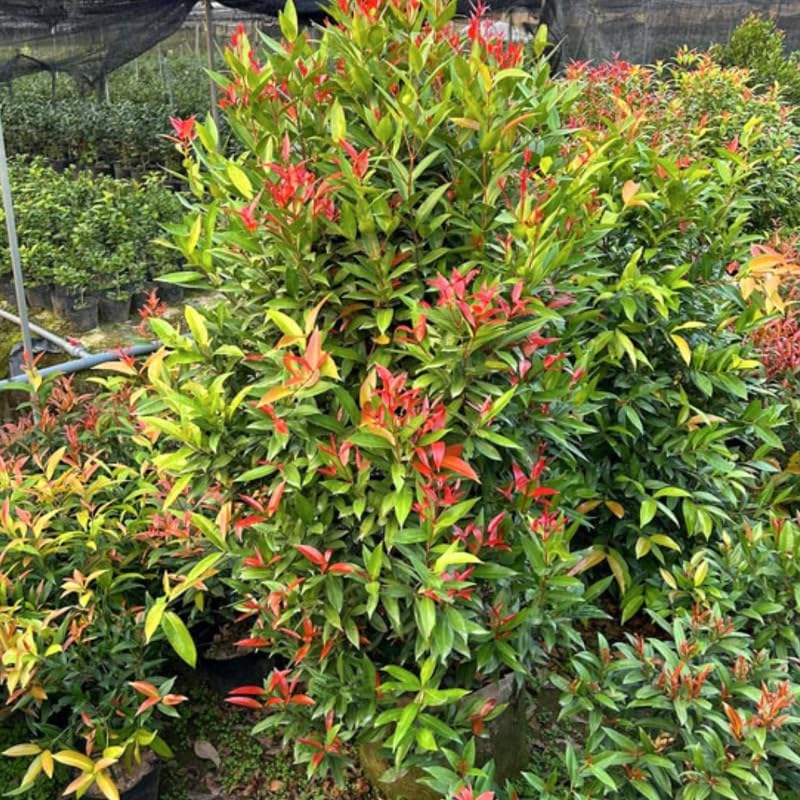 10 Dwarf Nandina Live Plants | 2.5-Inch Pot | Nandina Shrubs for Outdoor Growing | Suitable for Borders, Containers, and Walkways