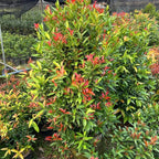 10 Dwarf Nandina Live Plants | 2.5-Inch Pot | Nandina Shrubs for Outdoor Growing | Suitable for Borders, Containers, and Walkways