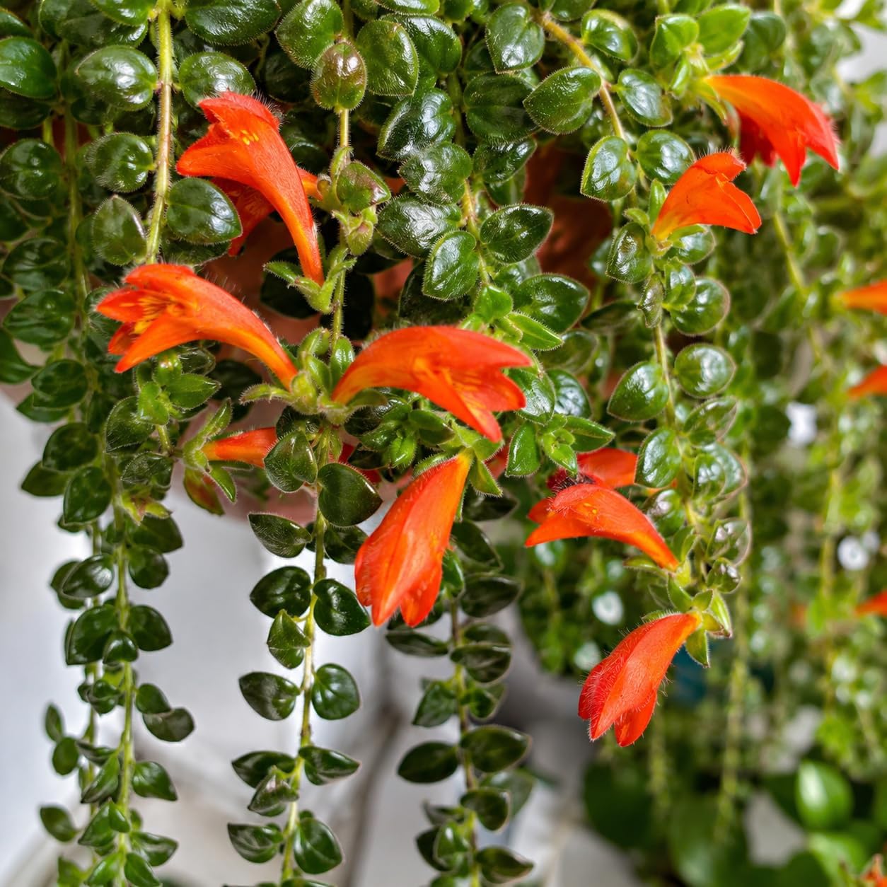 2 Packs Goldfish Plant Live Indoor Houseplant | Tropical Foliage Plant | 4-6 Inch Well Rooted Starter