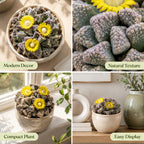 2 Echeveria Chroma Succulent Plants Live, 2 Inch Pot, Rare Live Succulent, Easy Care, Vibrant Color Indoor Houseplant for Home, Office Décor, Small Spaces & Gifts