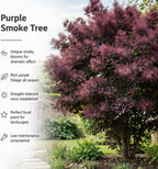 Purple Smoke Tree - Cotinus Coggygria, 4 Inch Pot - 12-18 Inch Tall, Low Maintenance Shrub with Smoky Pink Blooms