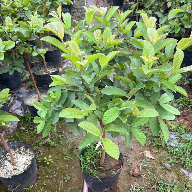 Pink Guava Tree Live Plant 3 Ft Tall | Sweet Pink Flesh Fruit Tree| Guava Plants Live for Planting in Backyards, Patios & Warm Climates